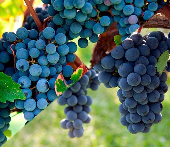 Cabernet Sauvignon e Merlot na Toscana