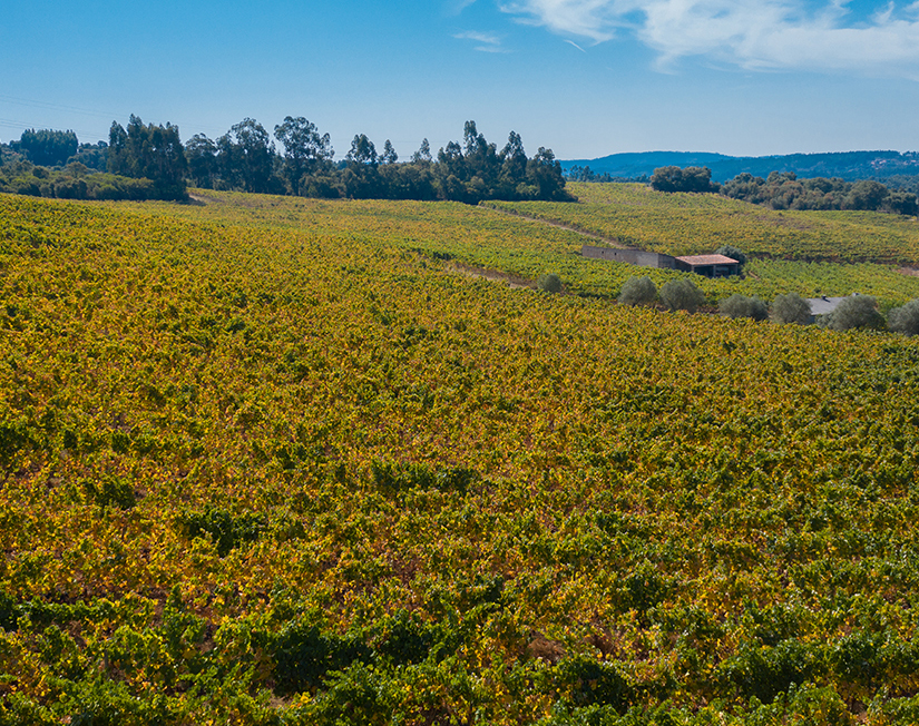 Os Vinhos do Tejo