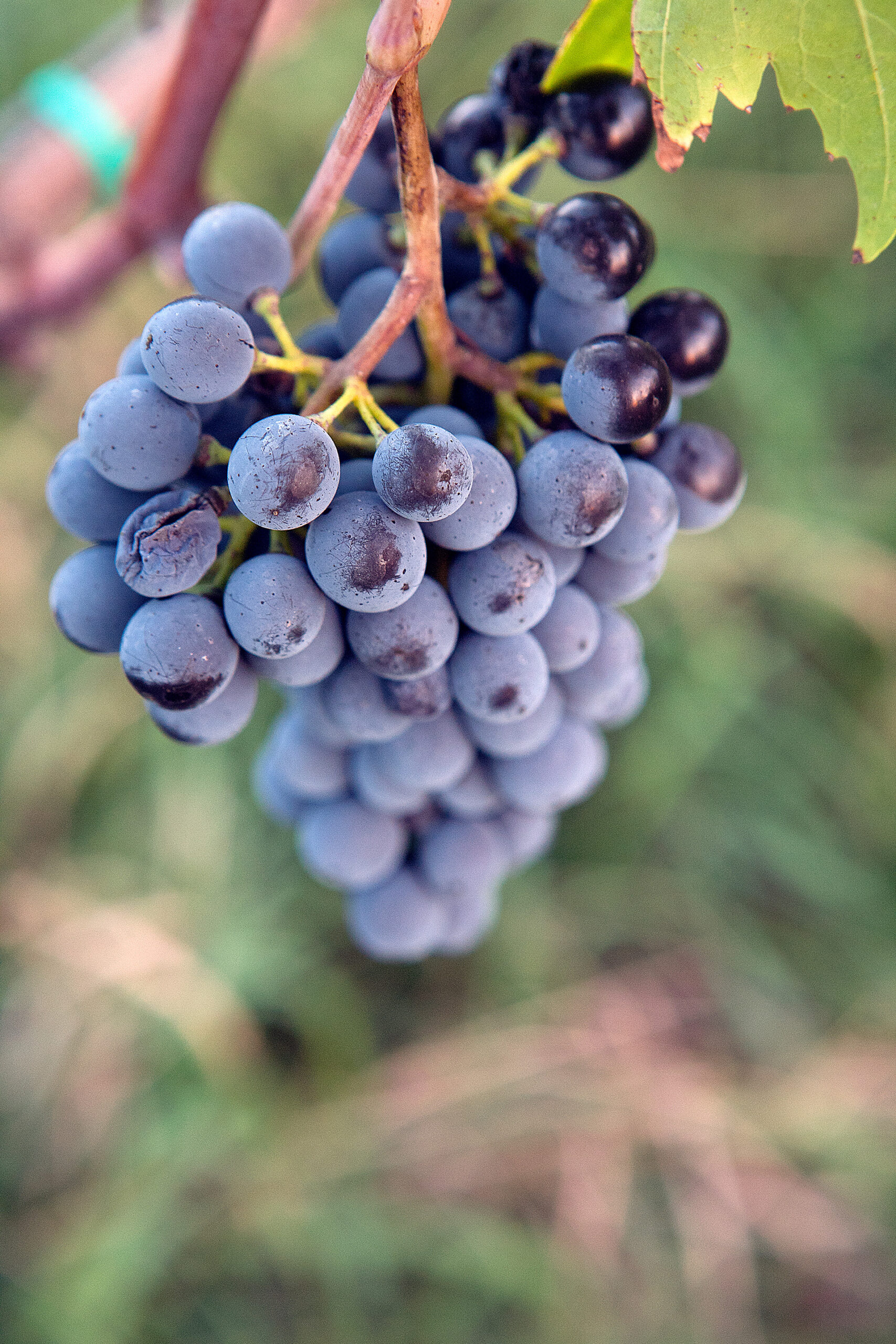 Barbera, a 2ª uva mais cultivada da Itália