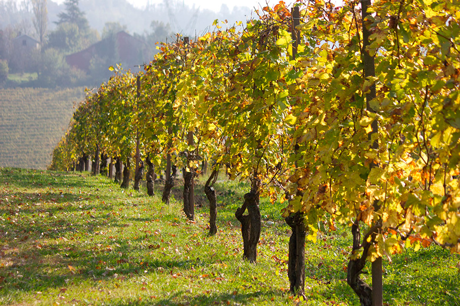 Marchesi Frescobaldi adquire a Poggio Verrano