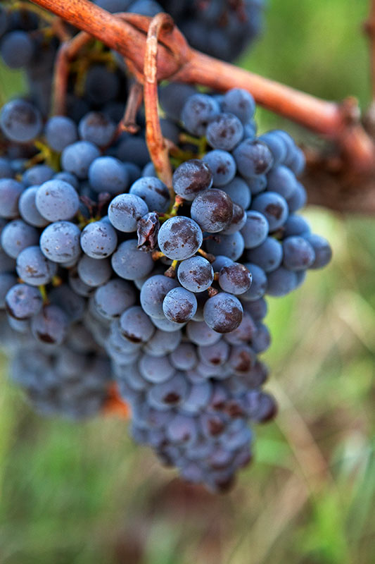 Pinot Noir Day