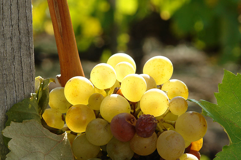 Furmint, a estrela do leste europeu