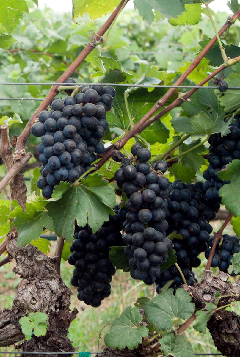 26 de Outubro, dia da Carignan – uma uva, muitos nomes