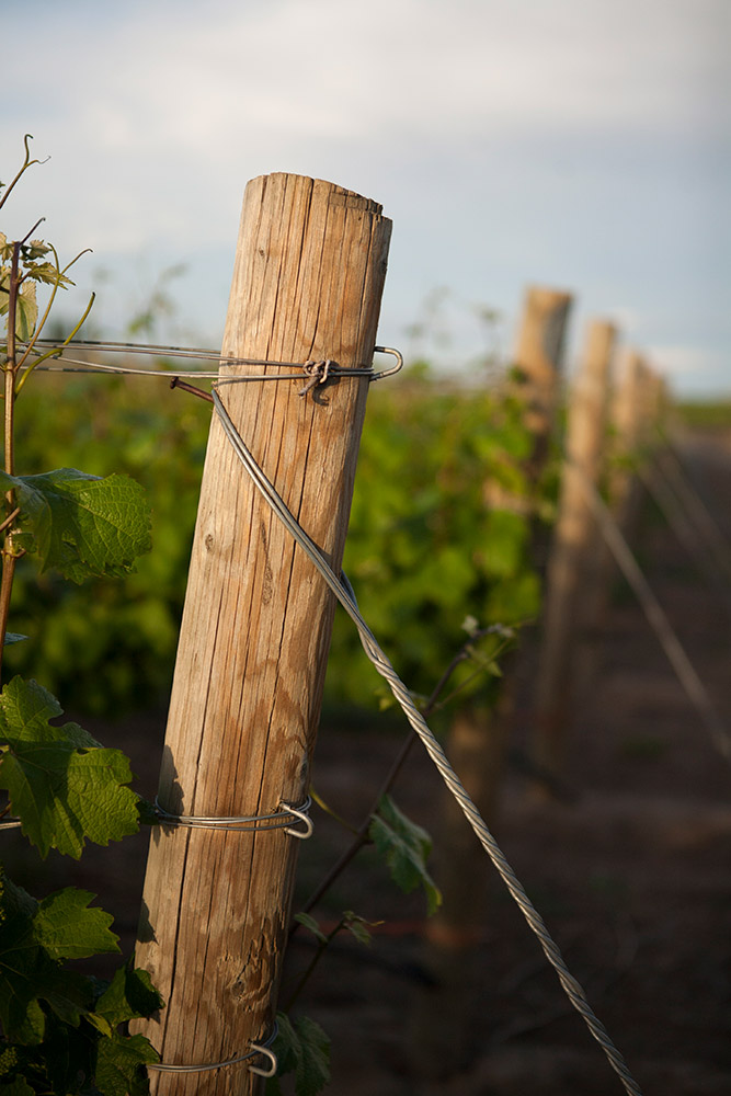 As mudanças climáticas favorecem o vinho?